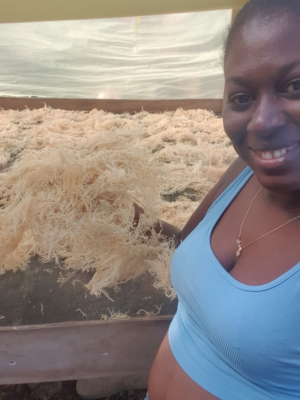 Organic Sea Moss - Dr. Sebi Grade Irish Moss