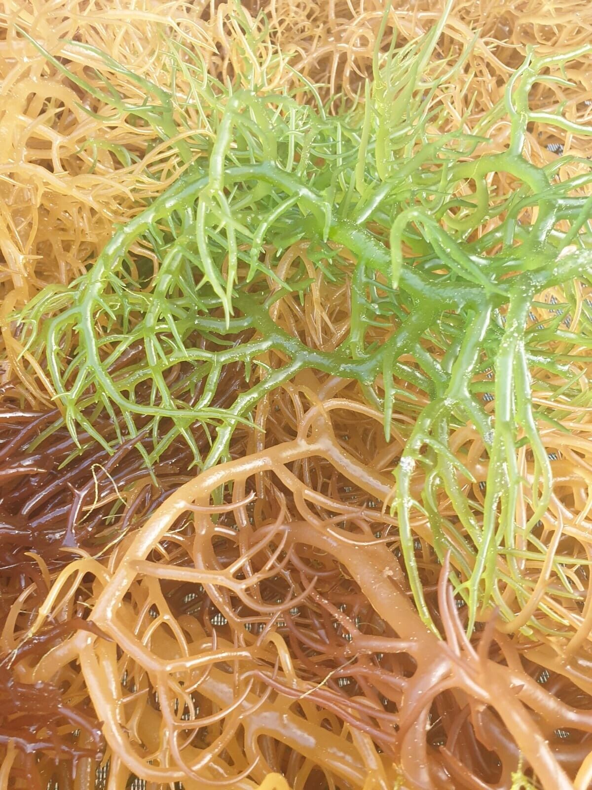 Organic Sea Moss - Dr. Sebi Grade Irish Moss
