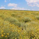 Organic Helichrysum Floral Water Anti-Aging Mist 250ml