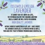 Pure English Lavender Essential Oil - 15ML