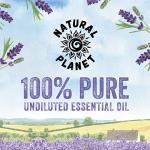 Pure English Lavender Essential Oil - 15ML