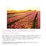 Organic Rose Oil for Youthful Skin & Relaxation