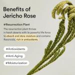 Abib Jericho Rose Cream - Anti-Aging Moisturizer