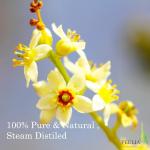 Feelia Organic Frankincense Toner for Mature Skin