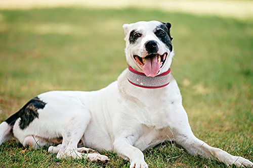 Premium Bling Rhinestone Dog Collar - Stylish & Comfortable