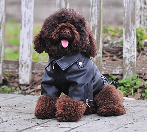 Stylish Leather Jacket for Poodles - Weatherproof & Warm