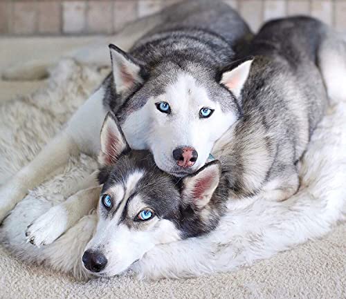 PAW Brands Puprug Orthopedic Dog Bed (Giant Size)