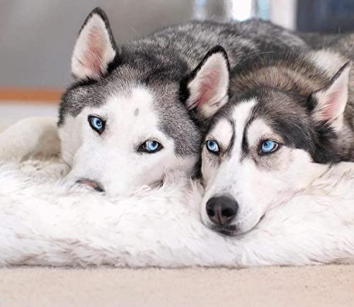 PAW Brands Puprug Orthopedic Dog Bed (Giant Size)