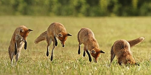 Primos Still Cottontail Rabbit Call for Hunting, Green