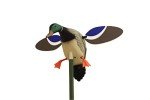 Mojo Outdoors Baby Drake Duck Decoy with Wings