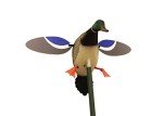 Mojo Outdoors Baby Drake Duck Decoy with Wings