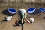 Mojo Outdoors Baby Drake Duck Decoy with Wings