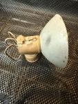Large Vintage Justrite Coal Miners Carbide Lamp