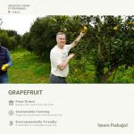 Grapefruit Essential Oil – 100% Pure Citrus Essence