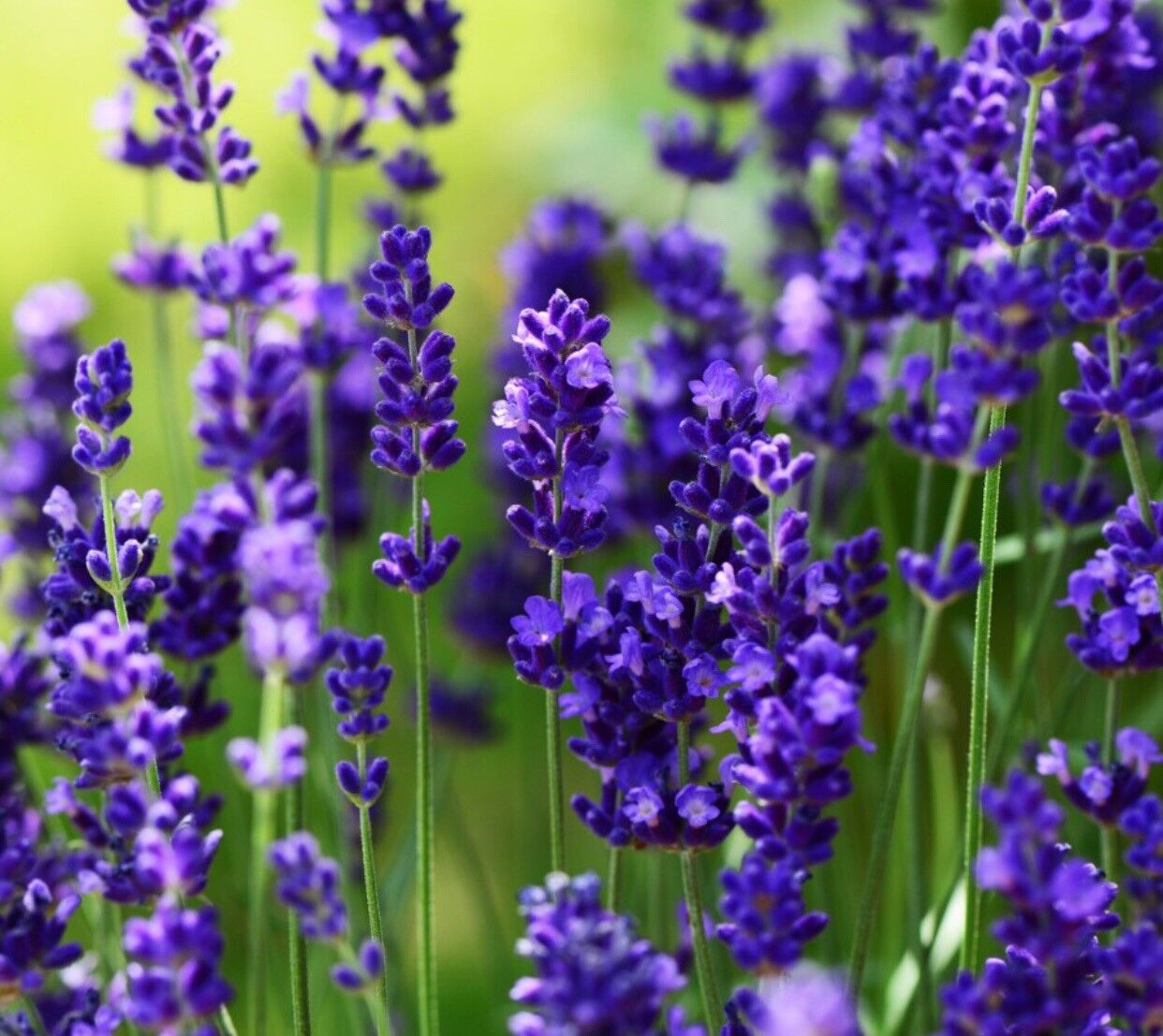 1 oz Lavender Pure Absolute Essential Oil with Free Carrier Oil