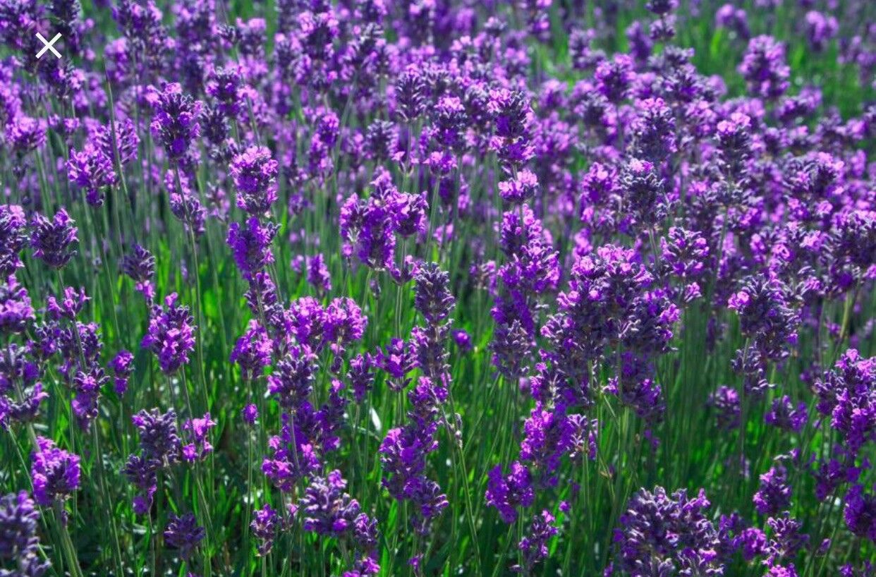 1 oz Lavender Pure Absolute Essential Oil with Free Carrier Oil