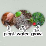 Plantable Seed Paper Sheets - 10 Pack