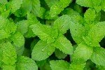 Pure Organic Peppermint Essential Oil - 10 ml