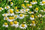 Organic German Chamomile Essential Oil with Dropper