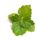 Organic Patchouli Essential Oil - 10 ml Dropper