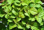 Organic Patchouli Essential Oil - 10 ml Dropper