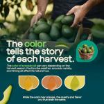 Pure Avocado Oil - Non-GMO, 67.7 Fl Oz