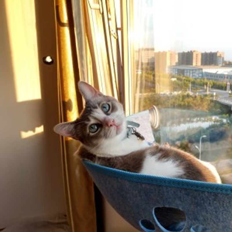 Cat Window Hammock - 20kg Capacity