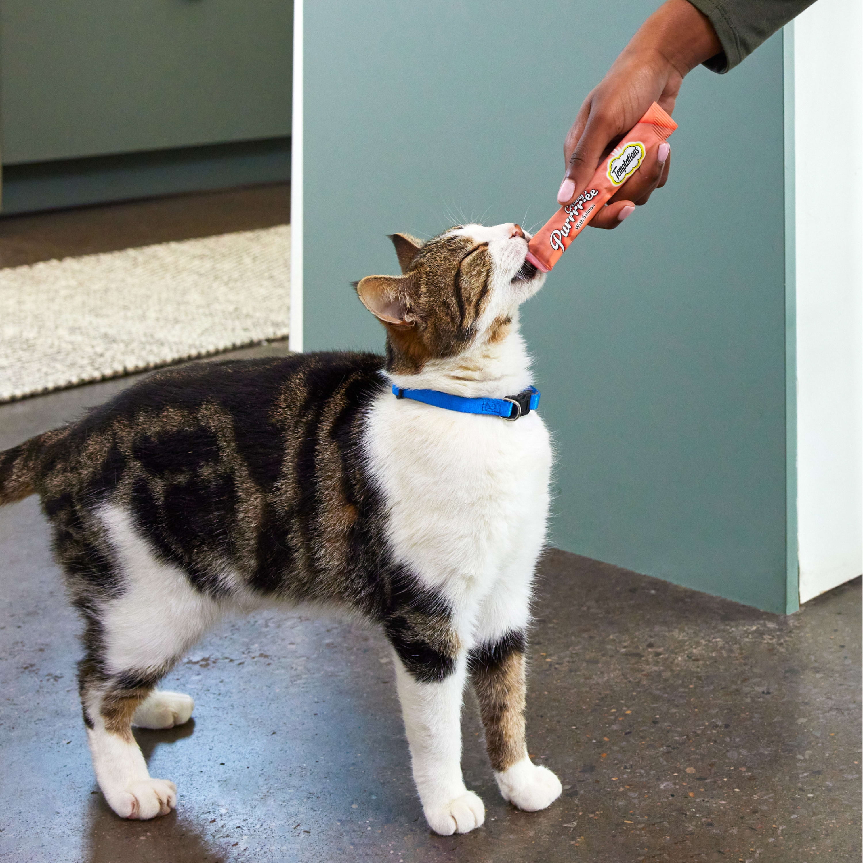 Salmon Flavored Cat Treat Topper (4-Pack)