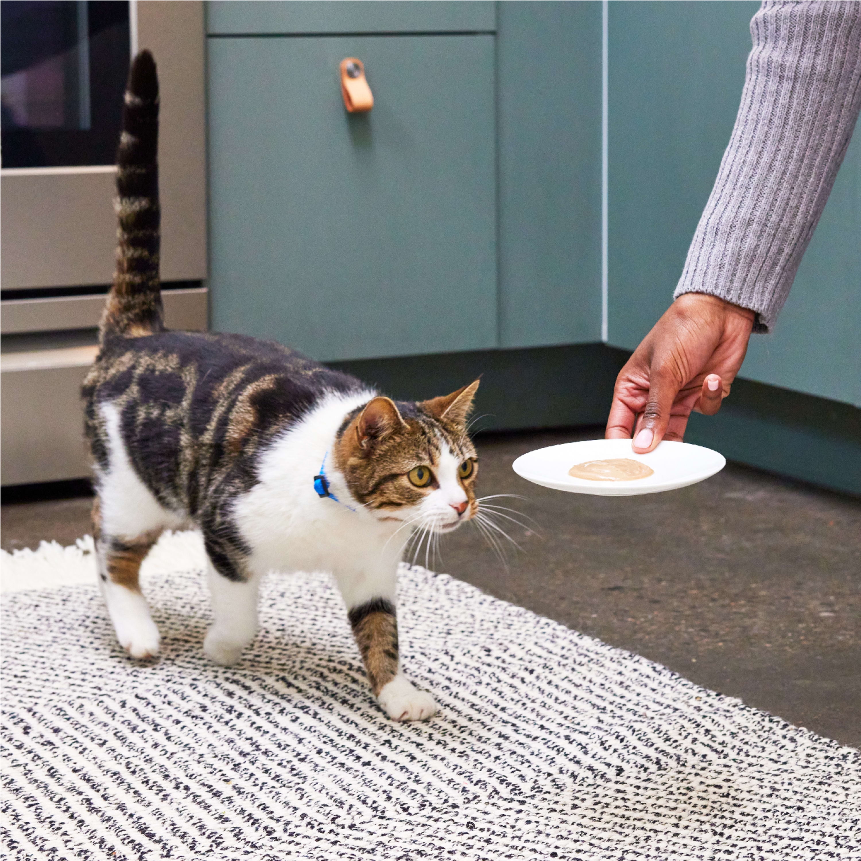 Salmon Flavored Cat Treat Topper (4-Pack)