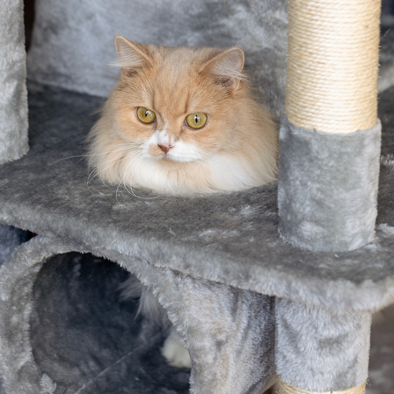 Large Sturdy Cat Tree Activity Center
