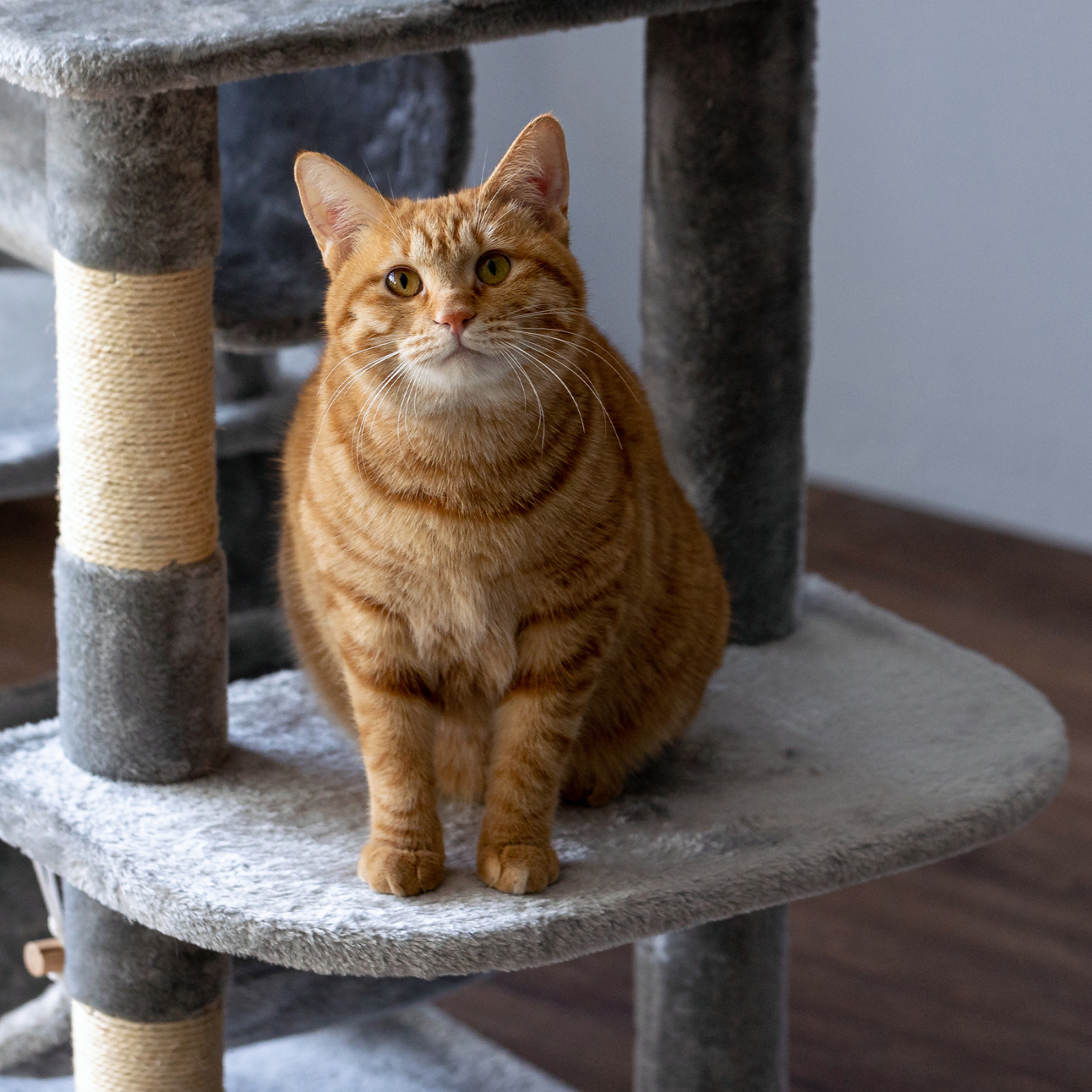Large Sturdy Cat Tree Activity Center