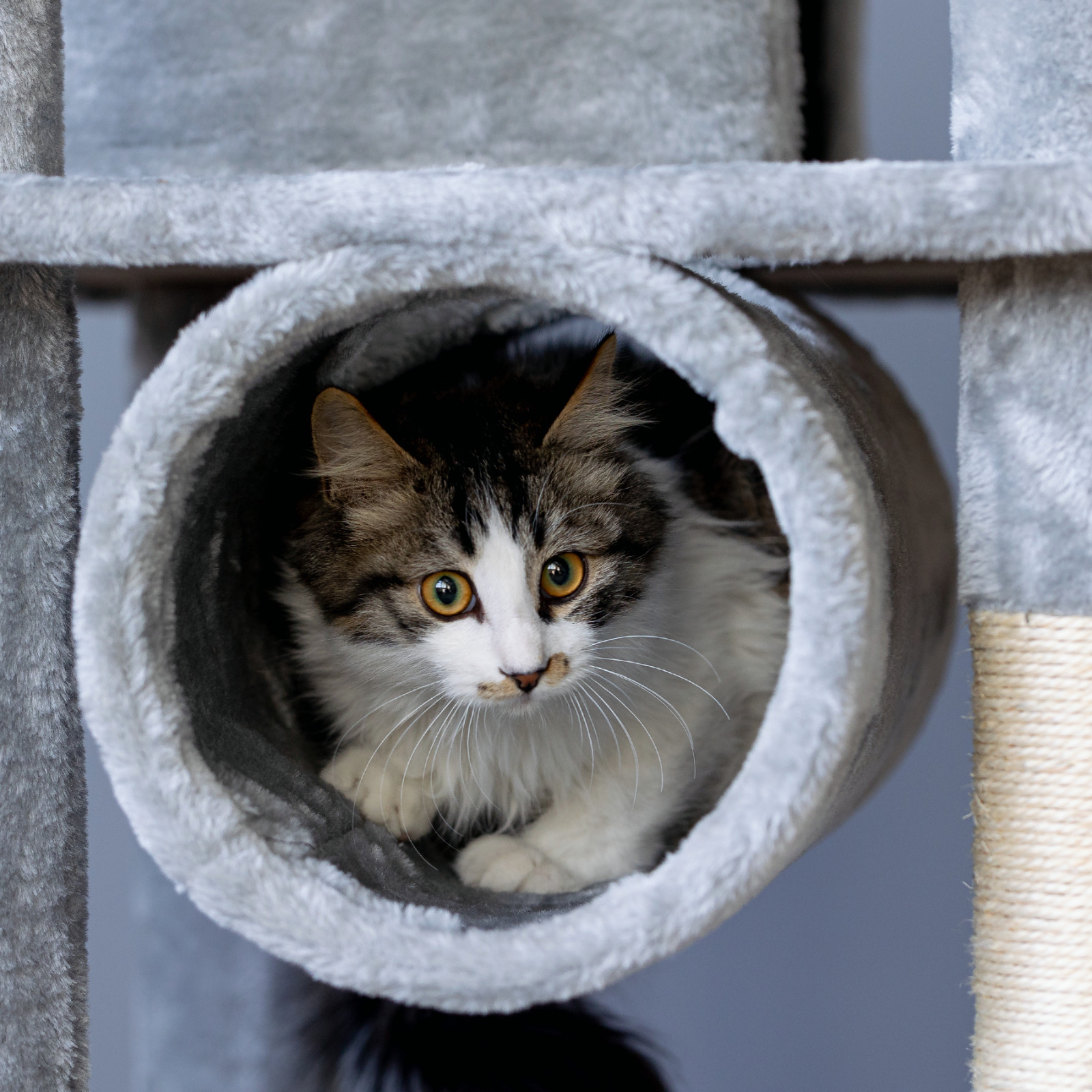 Large Sturdy Cat Tree Activity Center