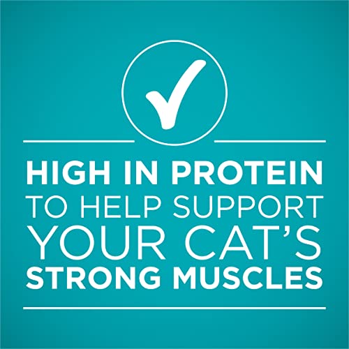 Purina ONE Tender Salmon Wet Cat Food - (24 cans)