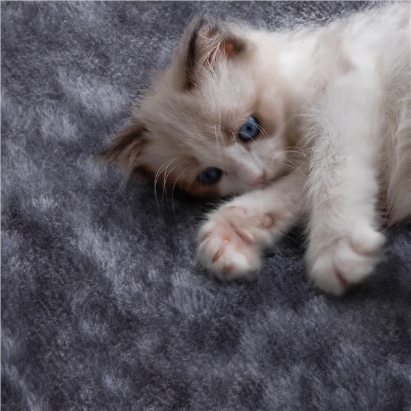 Topeakmart Cat Tree Condo with Basket and Platform