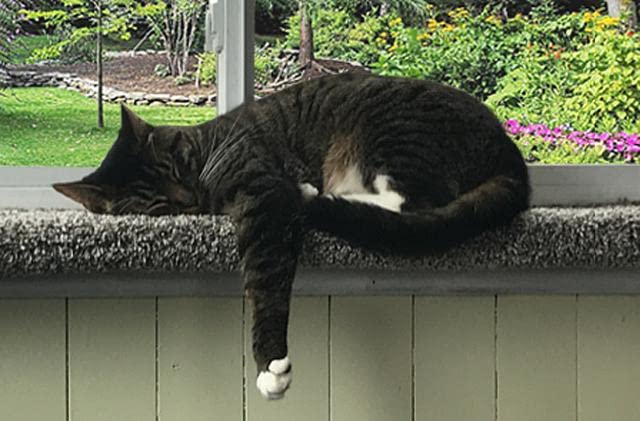 USA-Made Cat Window Perch & Bed