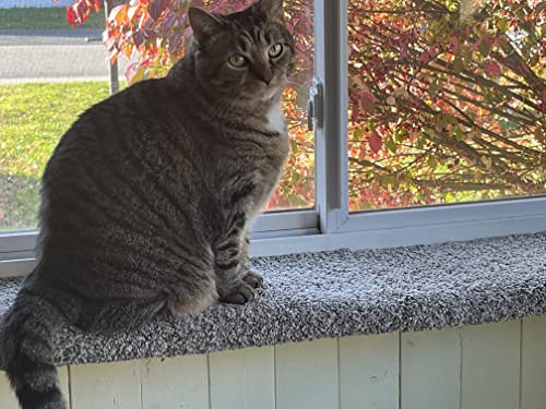 USA-Made Cat Window Perch & Bed