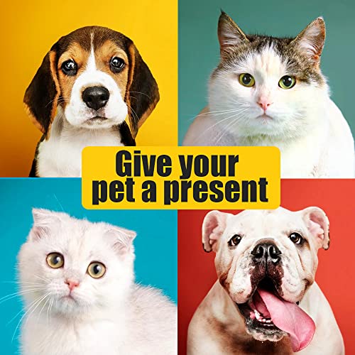 Indoor Cat House and Bed with Cushioned Pillow