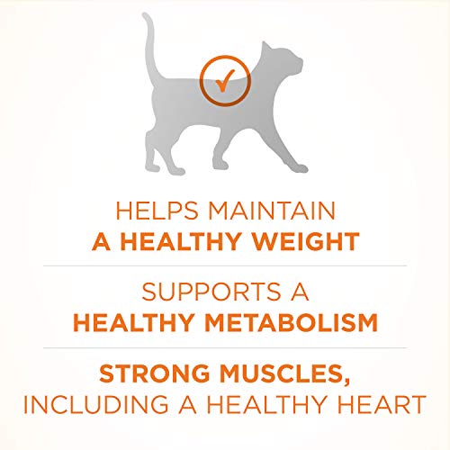 High Protein Turkey Cat Food - 7 lbs