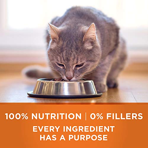High Protein Turkey Cat Food - 7 lbs