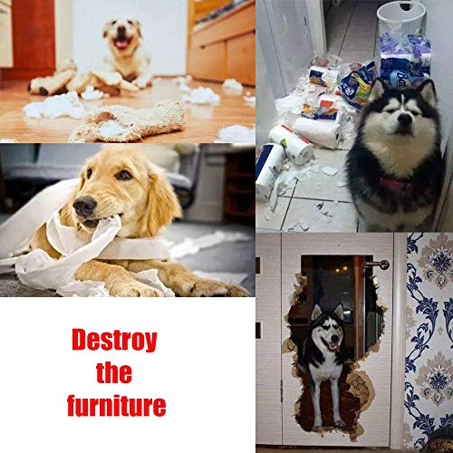 Pet Snuffle Mat: Stimulate Natural Foraging Skills