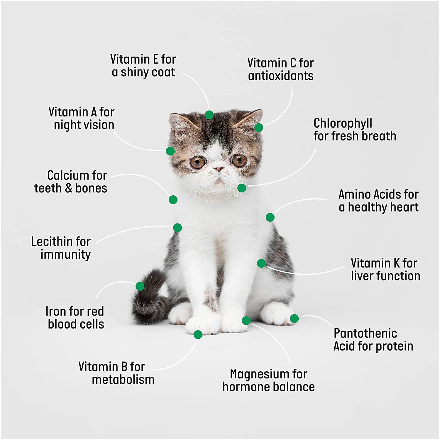 Organic Cat Grass Growing Kit with Planter