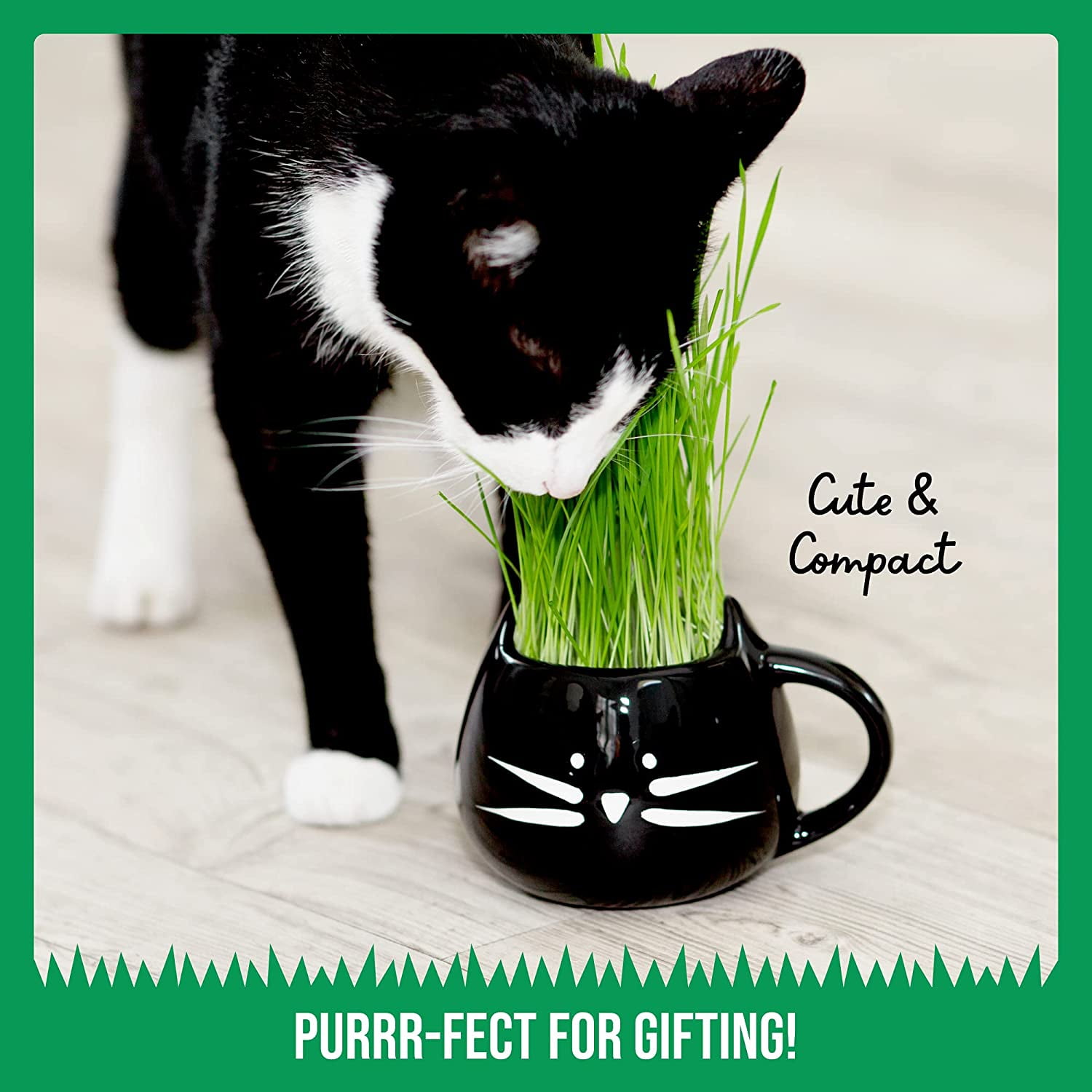 Organic Cat Grass Growing Kit with Planter
