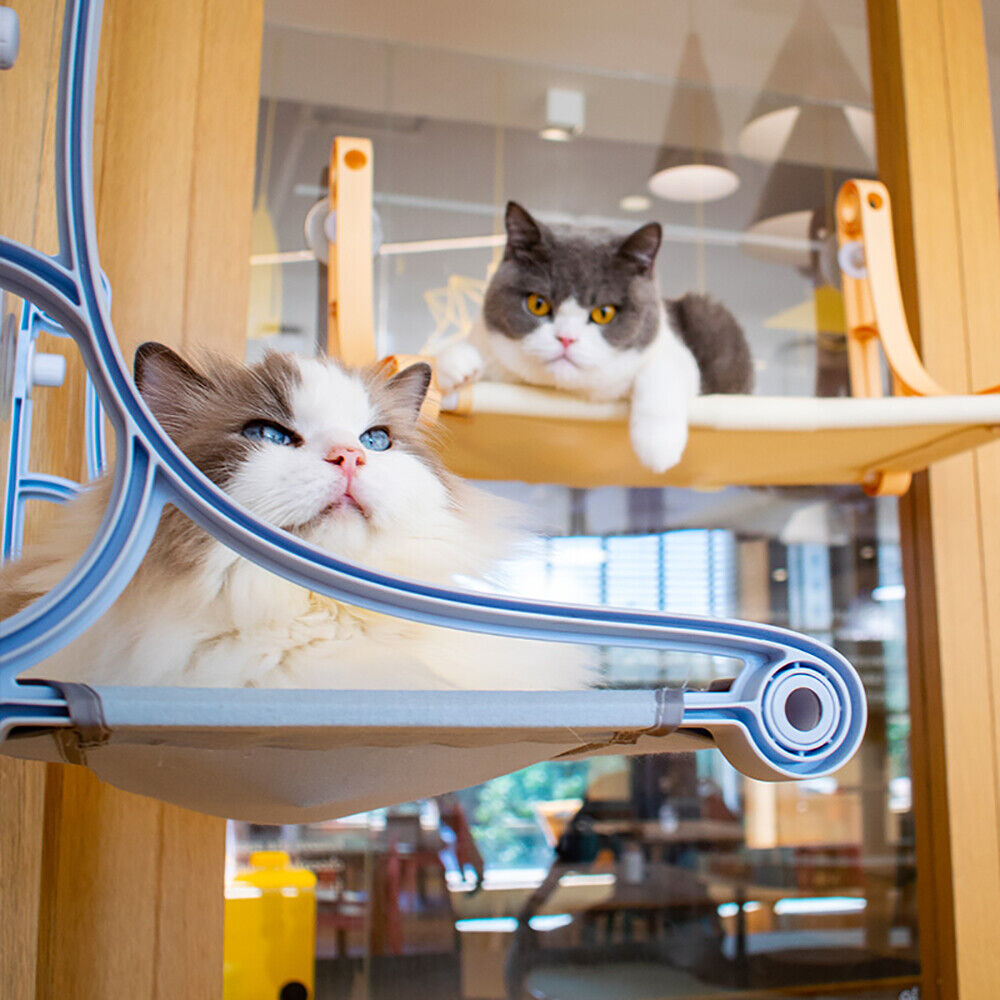 Suction Cup Cat Window Perch