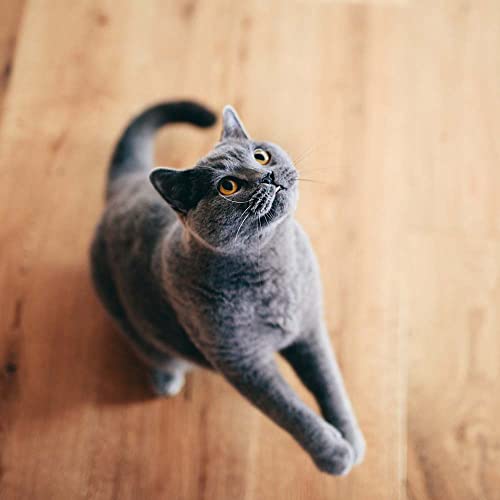 Purina Dentalife Cat Treats Variety Bundle