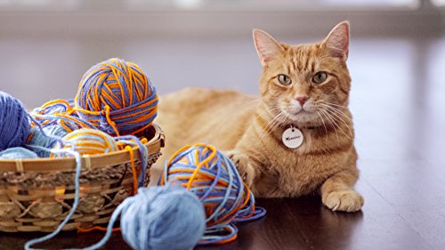 9Lives Plus Care Dry Cat Food, 12 Pound Bag