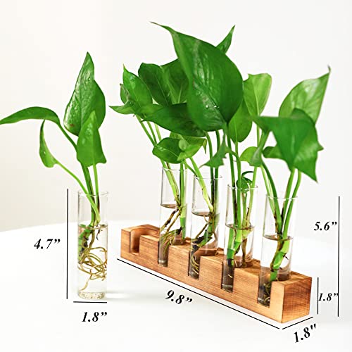Desktop Glass Plant Propagation Station 5 Test Tube Plant Terrarium in Wooden Stand for Hydroponics Plants Desktop Home Garden Wedding Décor