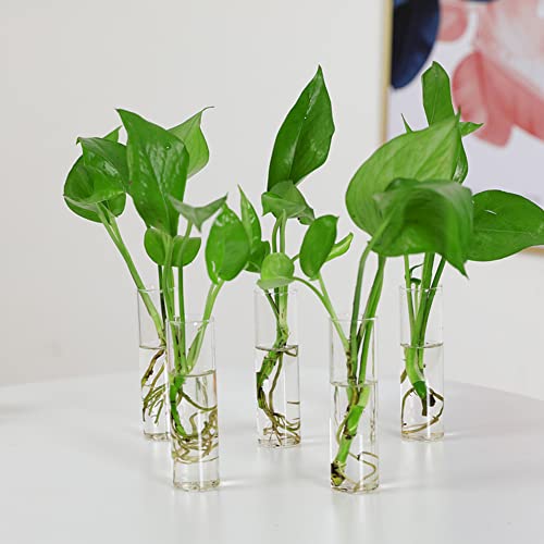 Desktop Glass Plant Propagation Station 5 Test Tube Plant Terrarium in Wooden Stand for Hydroponics Plants Desktop Home Garden Wedding Décor
