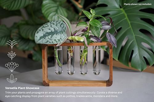 Source & Plot - Plant Propagation Station - Acacia Wood Stand 4 Glass Test Tube Hydroponic Tabletop Rooting Terrarium Planter Rack Home and Office Decor - Gift for Plant Lovers