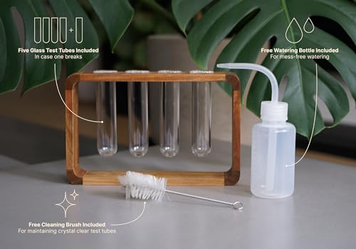 Source & Plot - Plant Propagation Station - Acacia Wood Stand 4 Glass Test Tube Hydroponic Tabletop Rooting Terrarium Planter Rack Home and Office Decor - Gift for Plant Lovers