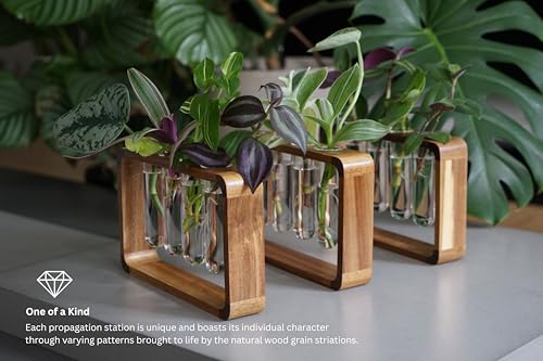 Source & Plot - Plant Propagation Station - Acacia Wood Stand 4 Glass Test Tube Hydroponic Tabletop Rooting Terrarium Planter Rack Home and Office Decor - Gift for Plant Lovers
